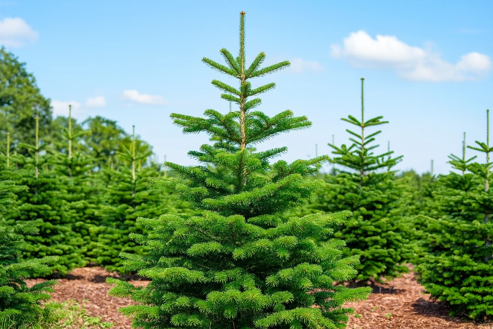 Nordmann Fir Christmas Tree Farm
